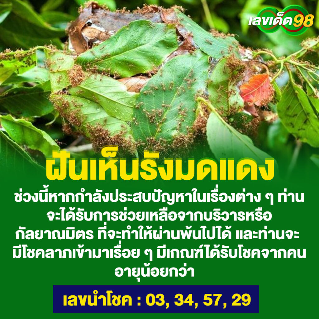 ฝันเห็นรังมดแดง
